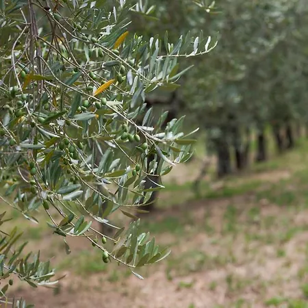 Attilio Dom wakacyjny