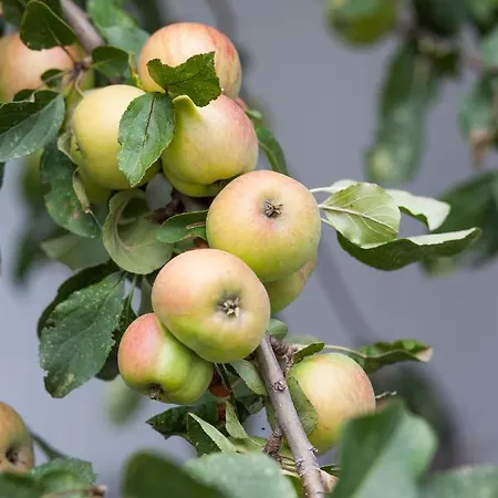 Attilio Dom wakacyjny