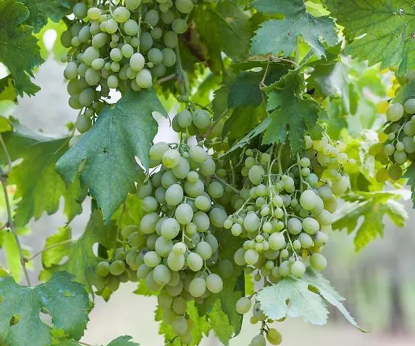 Vakantiehuis Attilio